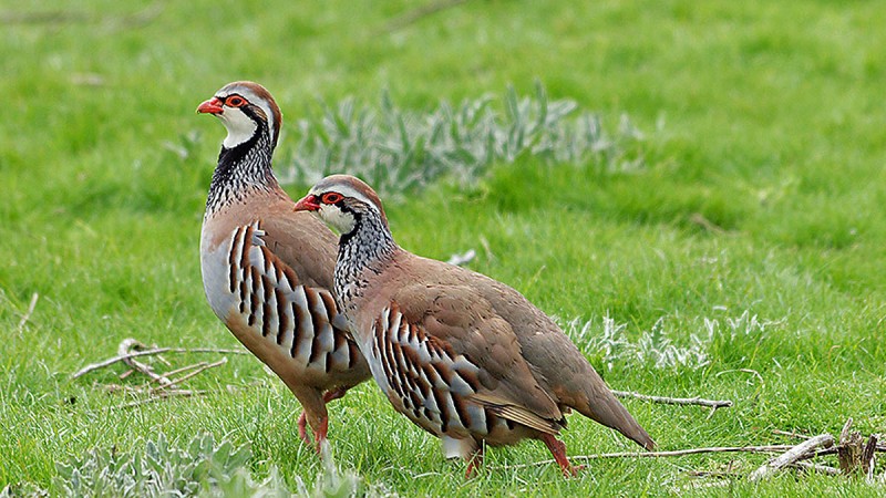 Perdix Espagne