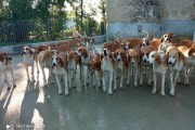 H/F pour entretien chiens et chevaux, mi temps logé