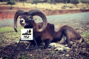 MOUFLON EUROPÉEN / Espagne.