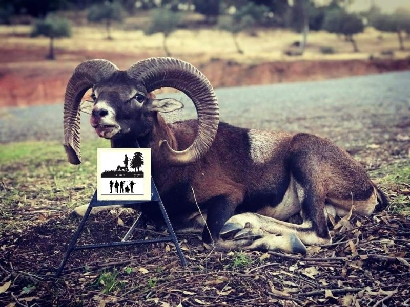 MOUFLON EUROPÉEN / Espagne.