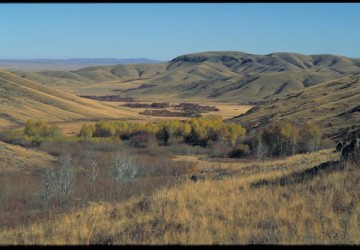 DHD LAÏKA Tétras Lyre au KAZAKHSTAN